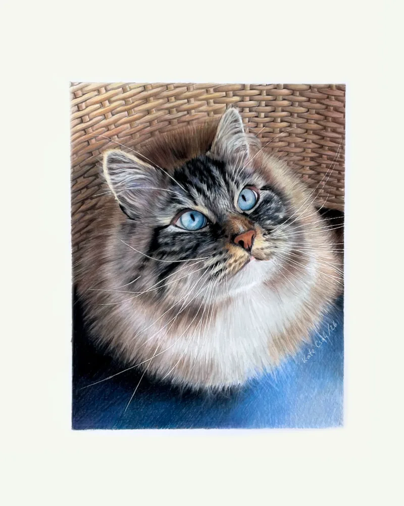 Colored pencil portrait of Nash, a long-haired cat with bright blue eyes, curled in a wicker chair